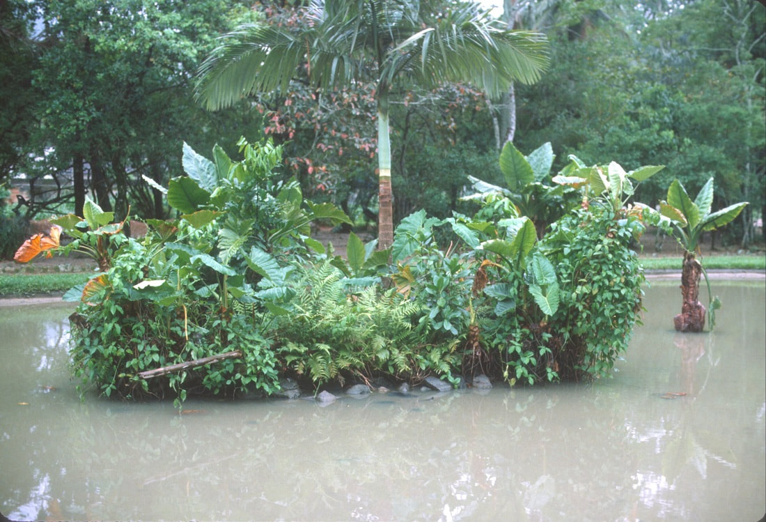 Pond and vegetation, Rio de Janeiro Bontanical Garden, Rio de Janeiro, Brazil