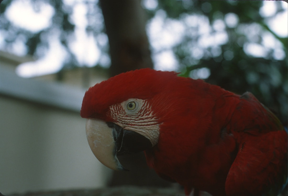 Scarlet Macaw, a rainforest bird, Brazil