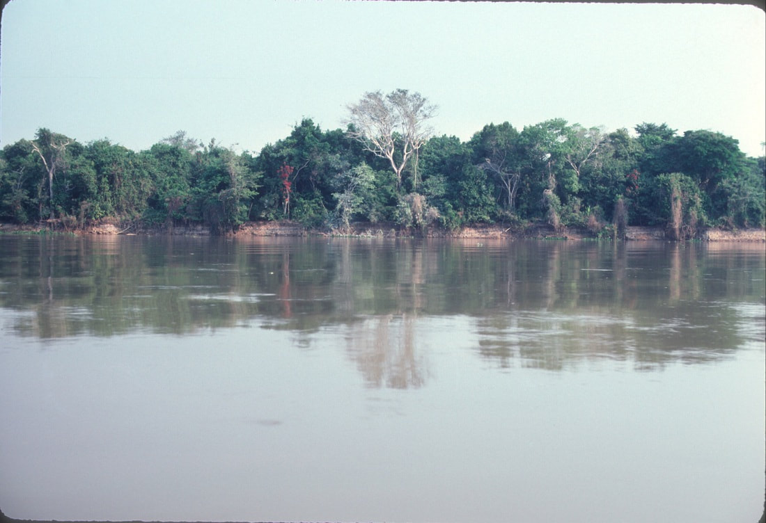 Amazon River with rainforest, Brazil