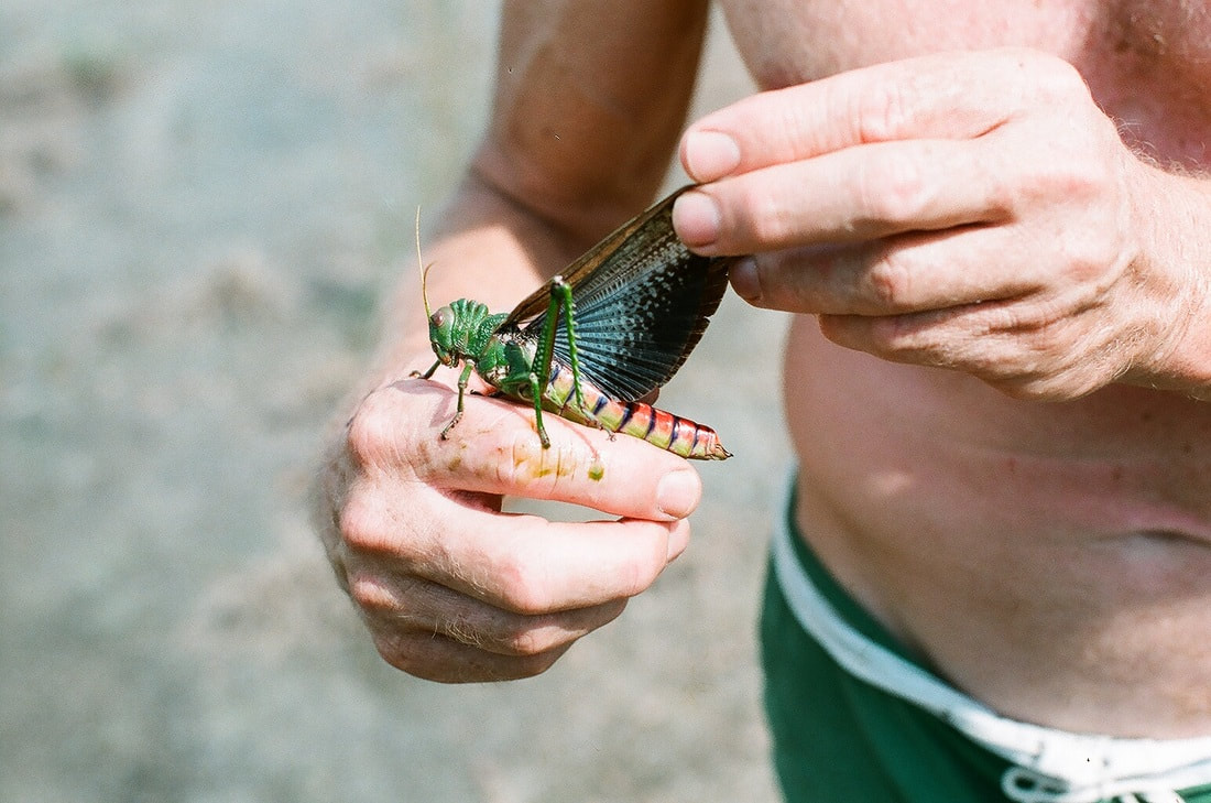 Grasshopper being held by a man showing one of its wings and a full side view of it, Brazilian rainforest