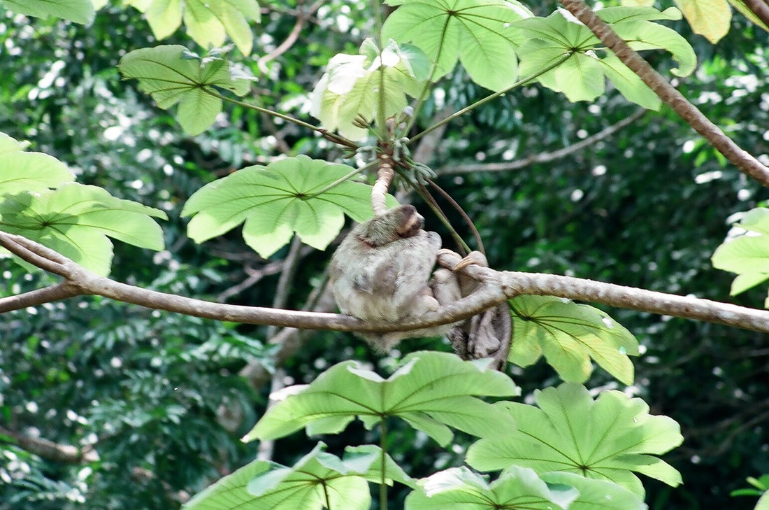 Three-toed Sloth in a Cecropia tree near Manuel Antonio National Park, Costa Rica