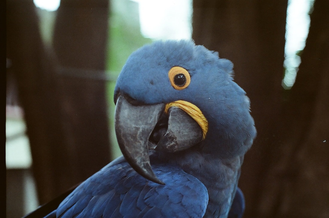 Hyacinthine Macaw (Anodorhynchus hyacinthinus), a parrot that lives in central and eastern South American rainforests