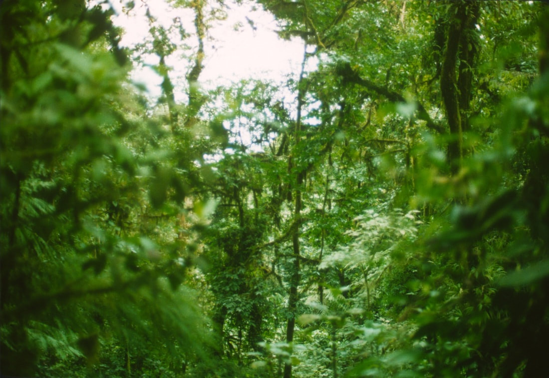 Rainforest trees up close, Brazilian Amazon