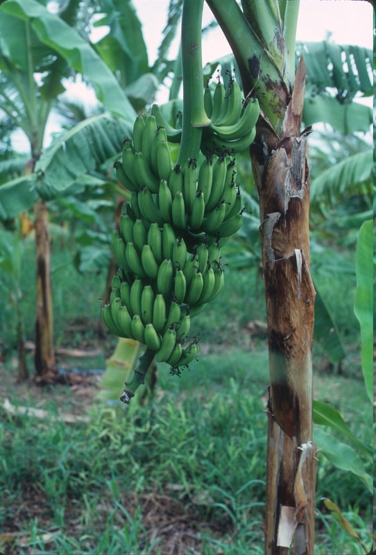 Banana trees planted in rainforest, Brazil