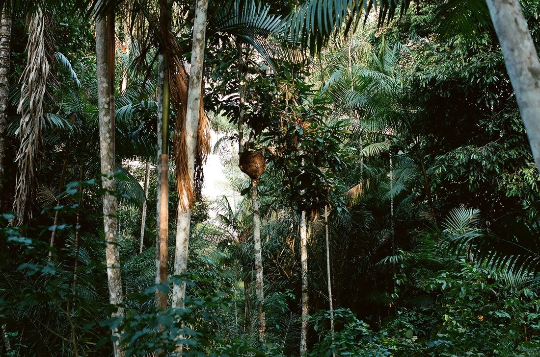 Secondary growth in rainforest, with termite nest on a tree, Brazilian Amazon