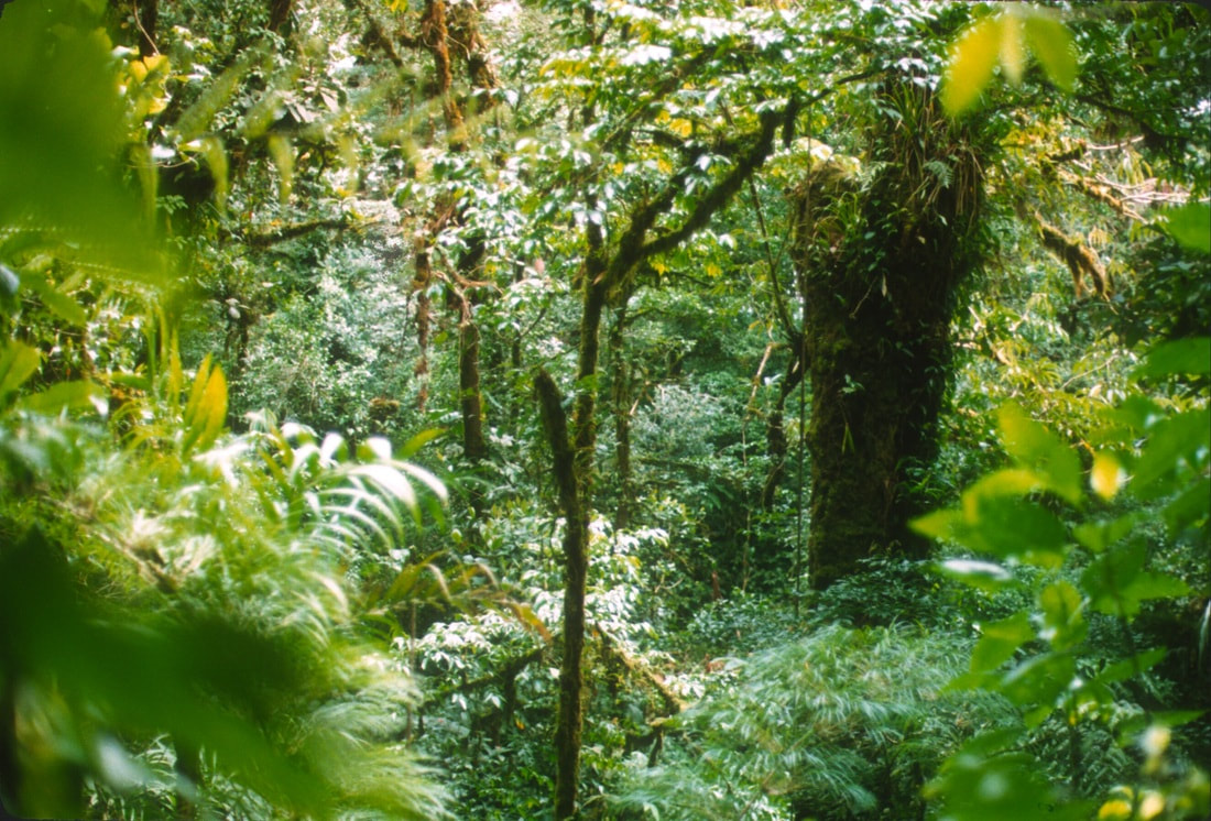 Rainforest trees up close, Costa Rica