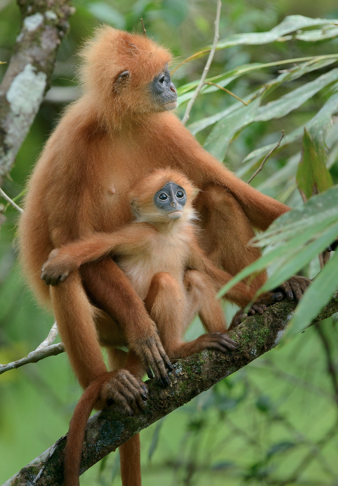 The Maroon Langur (Presbytis rubicunda), also known as the Red Leaf Monkey