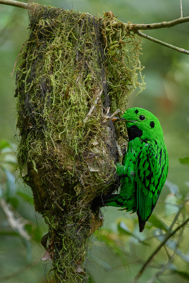 A male Whitehead's Broadbill (Calyptomena whiteheadi) returns to its nest