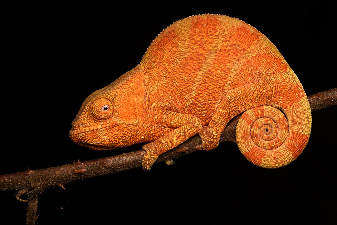 Parson's Chameleon in Madagascar rainforest