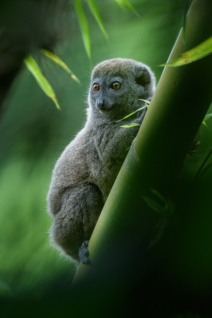 A Northern Bamboo Lemur (Hapalemur occidentalis) in the foothills of Marojejy National Park