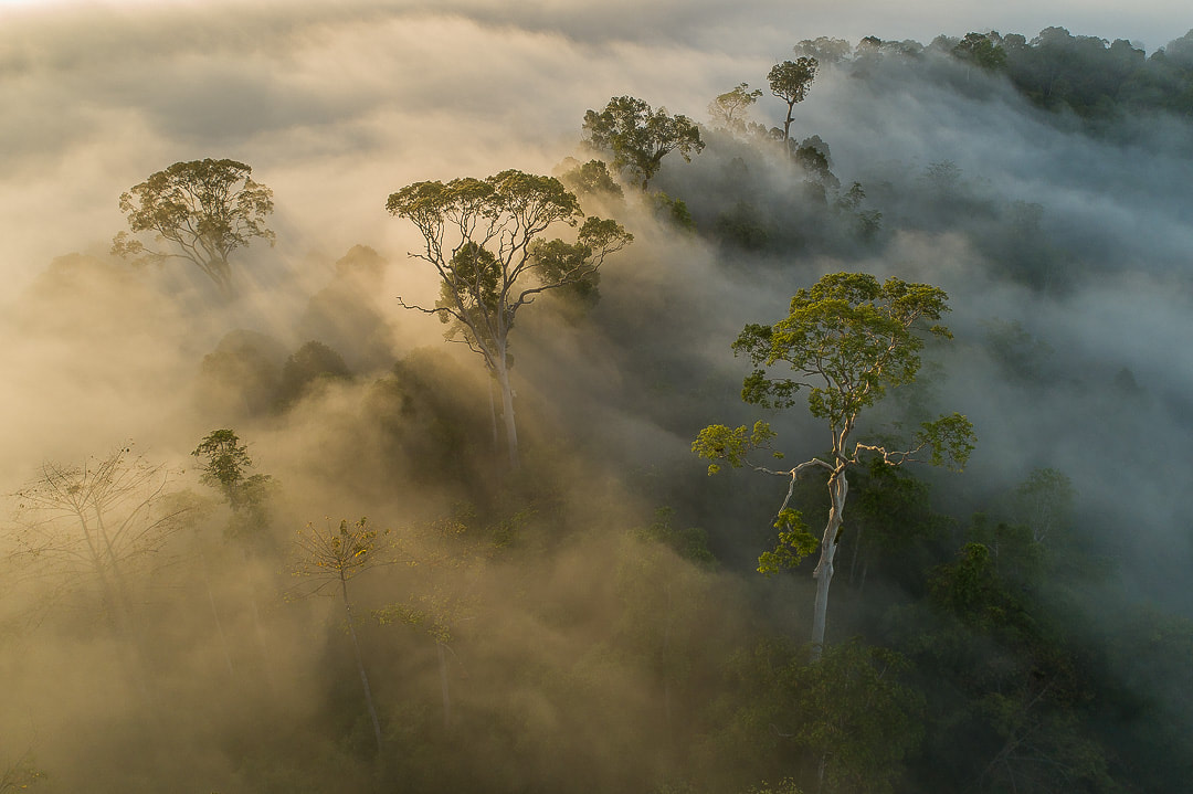 Morning sunlight scarcely penetrates the dense mist rising from virgin rainforest in the proposed Ulu Baleh National Park