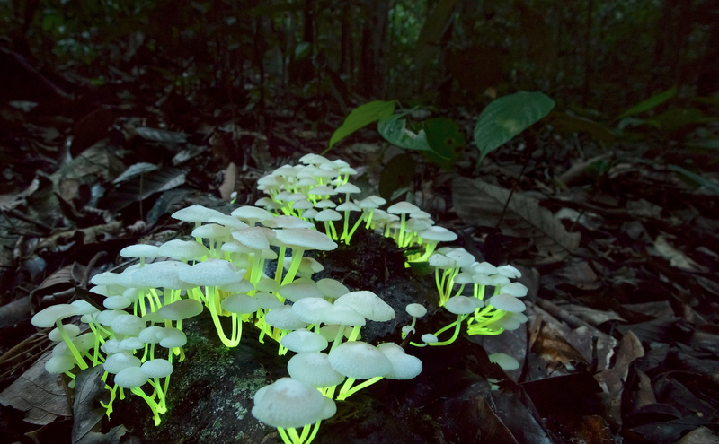 The luminescent nature of a cluster of seemingly ordinary mushrooms (Favolaschia manipularis)
