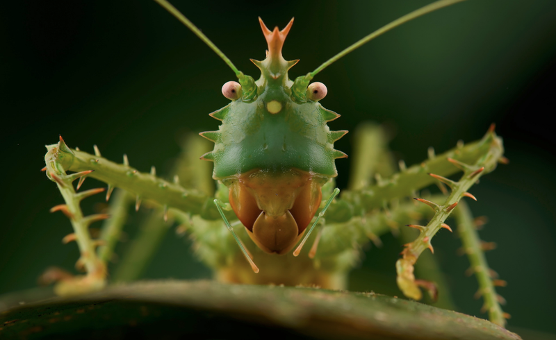 With its fearsome appearance, the Spiny Devil (Panacanthus cuspidatus)