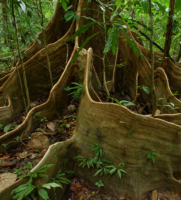 Rainforest tree roots